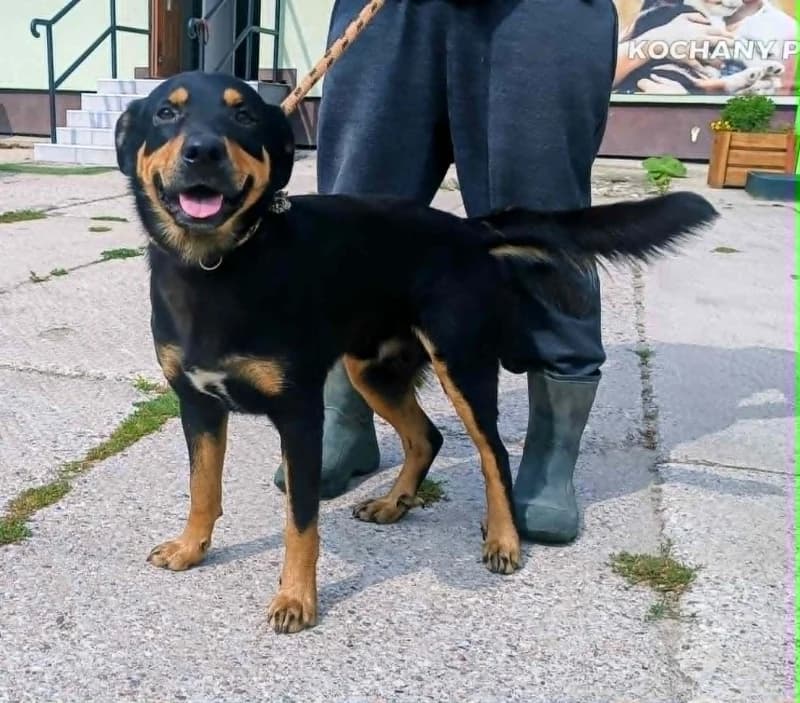 PIKSEL, young Mixed Breed for adoption at Schronisko Komunalne Kętrzyn