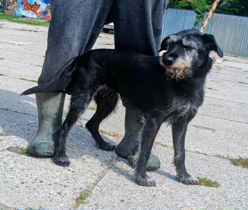ANA, senior Mixed Breed for adoption at Schronisko Komunalne Kętrzyn