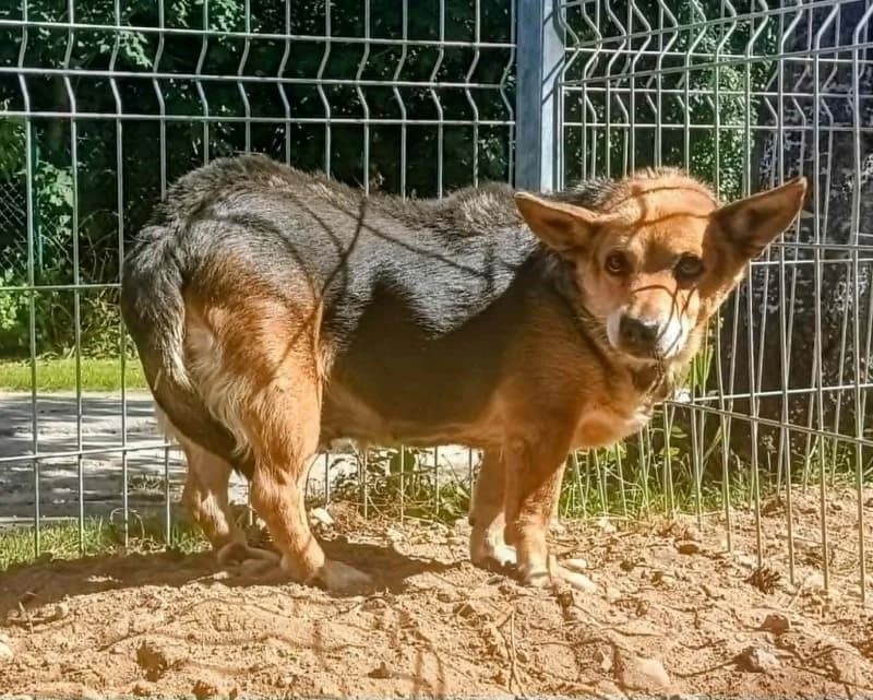 TINA, senior Mixed Breed for adoption at Schronisko Komunalne Kętrzyn