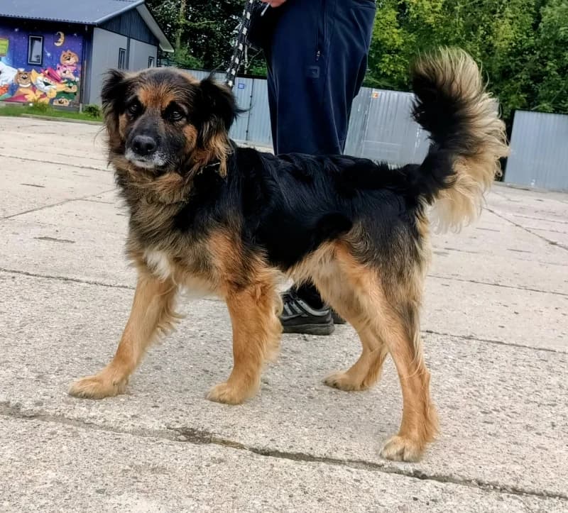 SAJMON, 5yo Mixed Breed for adoption at Schronisko Komunalne Kętrzyn
