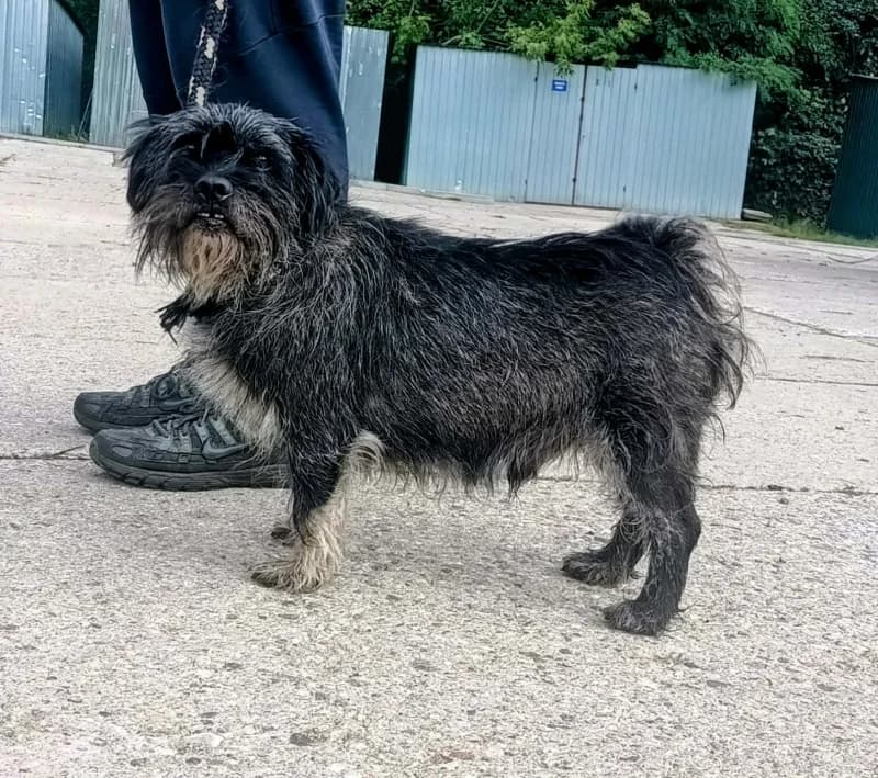 FRODO, senior Mixed Breed for adoption at Schronisko Komunalne Kętrzyn