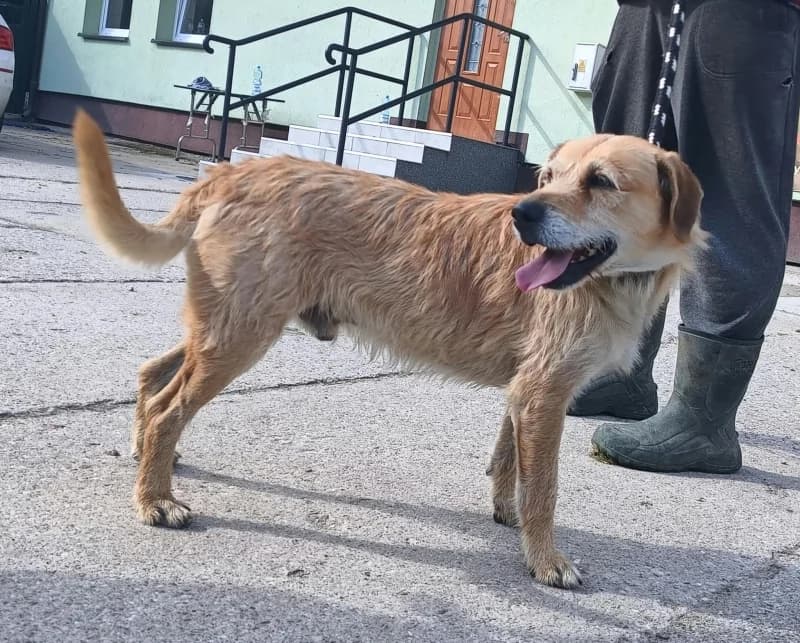 SZARIK, senior Mixed Breed for adoption at Schronisko Komunalne Kętrzyn