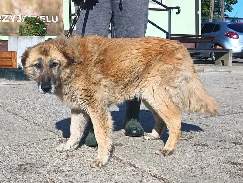 DŻEF, senior Mixed Breed for adoption at Schronisko Komunalne Kętrzyn