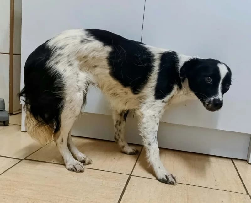 KLUSKA, young Mixed Breed for adoption at Schronisko Komunalne Kętrzyn