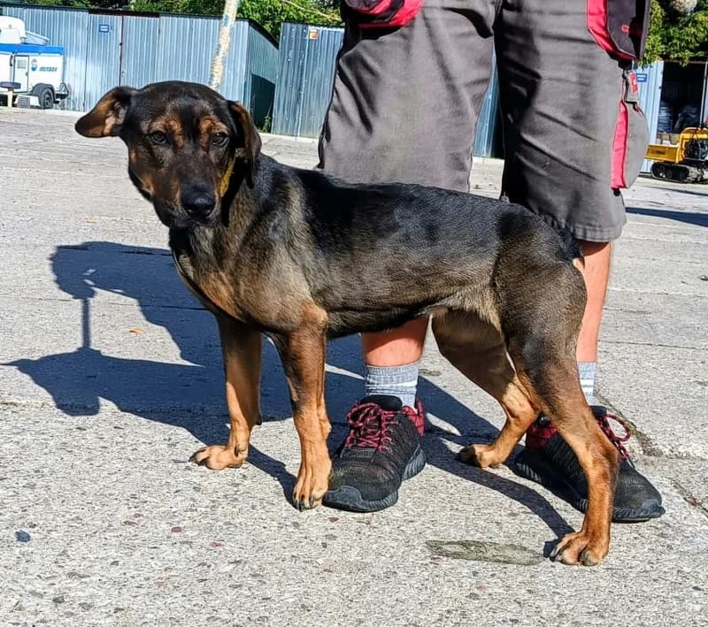 UMBRA, 6yo Mixed Breed for adoption at Schronisko Komunalne Kętrzyn