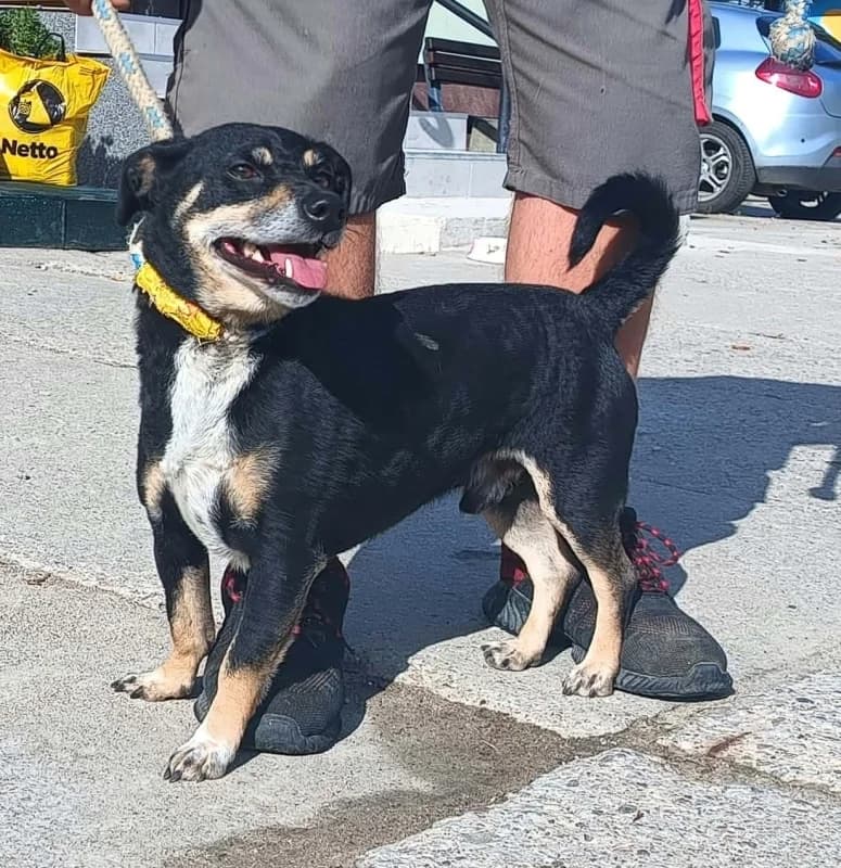 LUCJAN, 5yo Mixed Breed for adoption at Schronisko Komunalne Kętrzyn