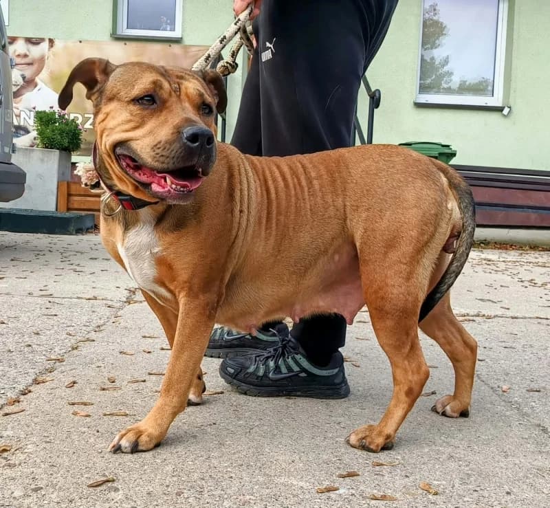 ZORA, 4yo Mixed Breed for adoption at Schronisko Komunalne Kętrzyn