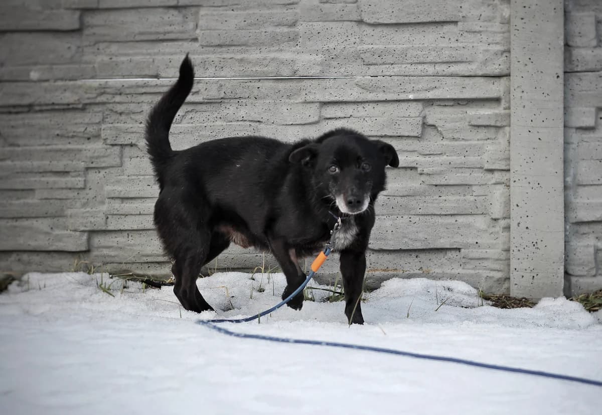 Odil- pies do adopcji, male Mixed Breed for adoption at Schronisko dla Zwierząt Puławy