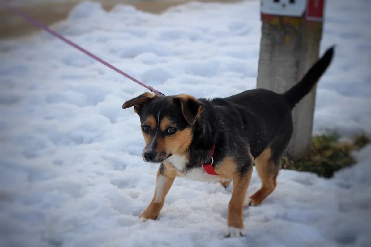 Kadet- pies do adopcji, male Mixed Breed for adoption at Schronisko dla Zwierząt Puławy