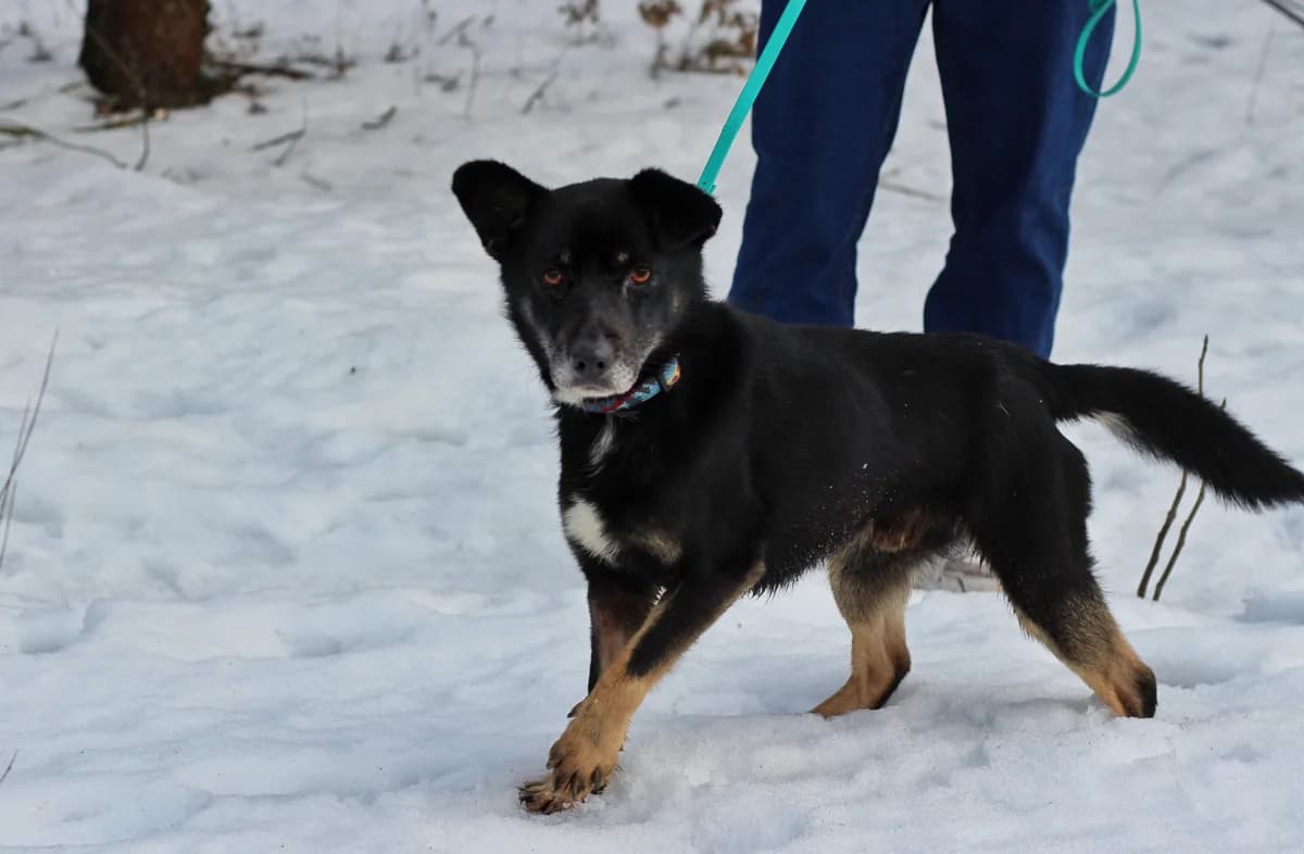 Jackson- pies do adopcji, male Mixed Breed for adoption at Schronisko dla Zwierząt Puławy