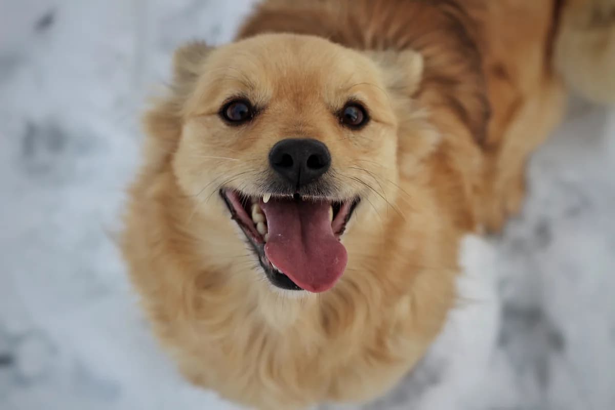 Goldie- pies do adopcji, male senior Mixed Breed for adoption at Schronisko dla Zwierząt Puławy