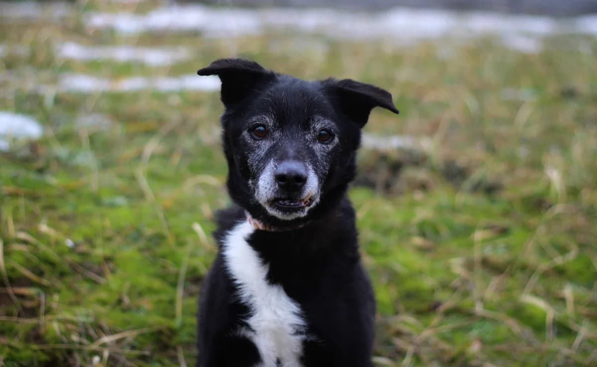 Biegun- pies do adopcji, male senior Mixed Breed for adoption at Schronisko dla Zwierząt Puławy