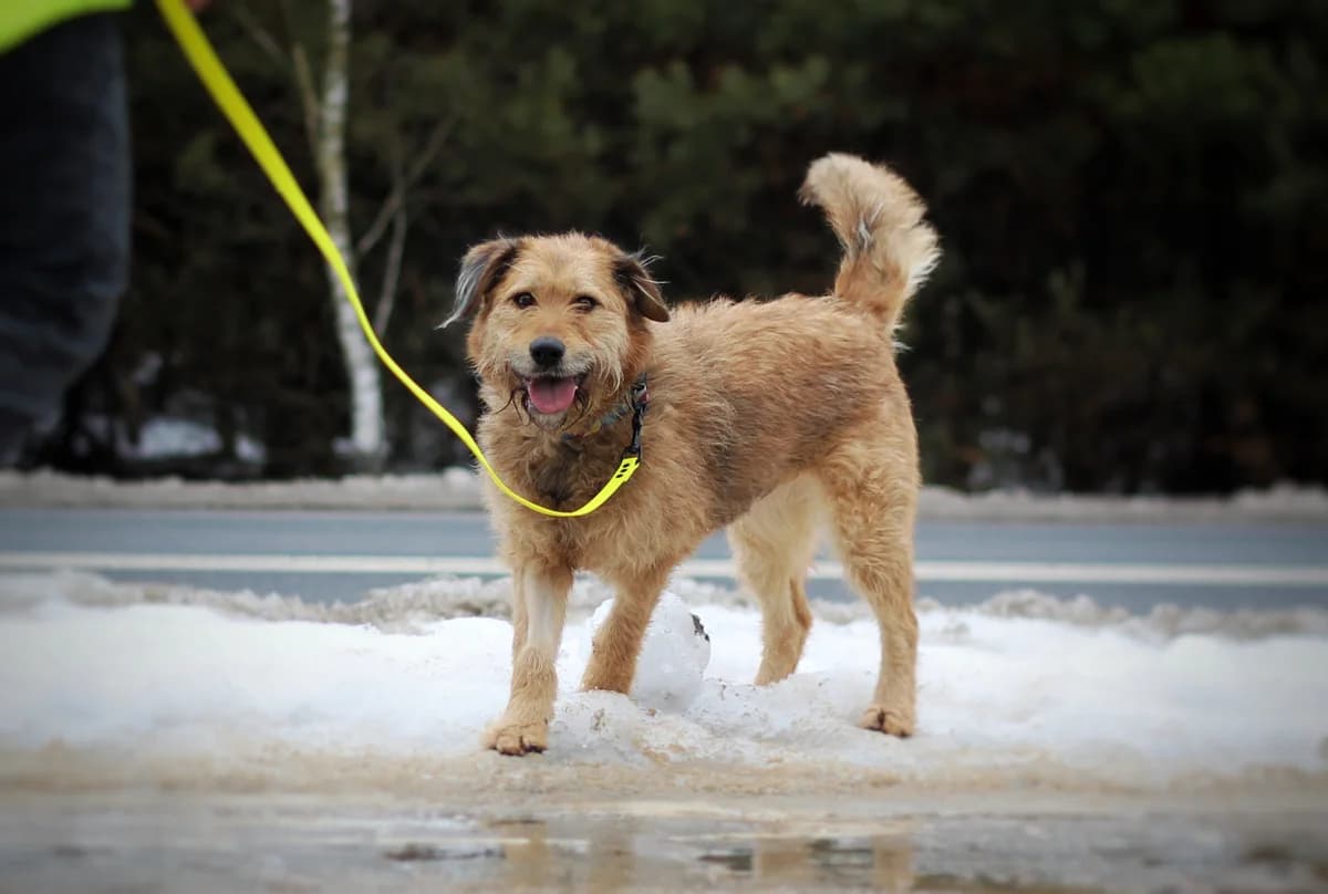 Arizona- suczka do adopcji, female 7yo Mixed Breed for adoption at Schronisko dla Zwierząt Puławy