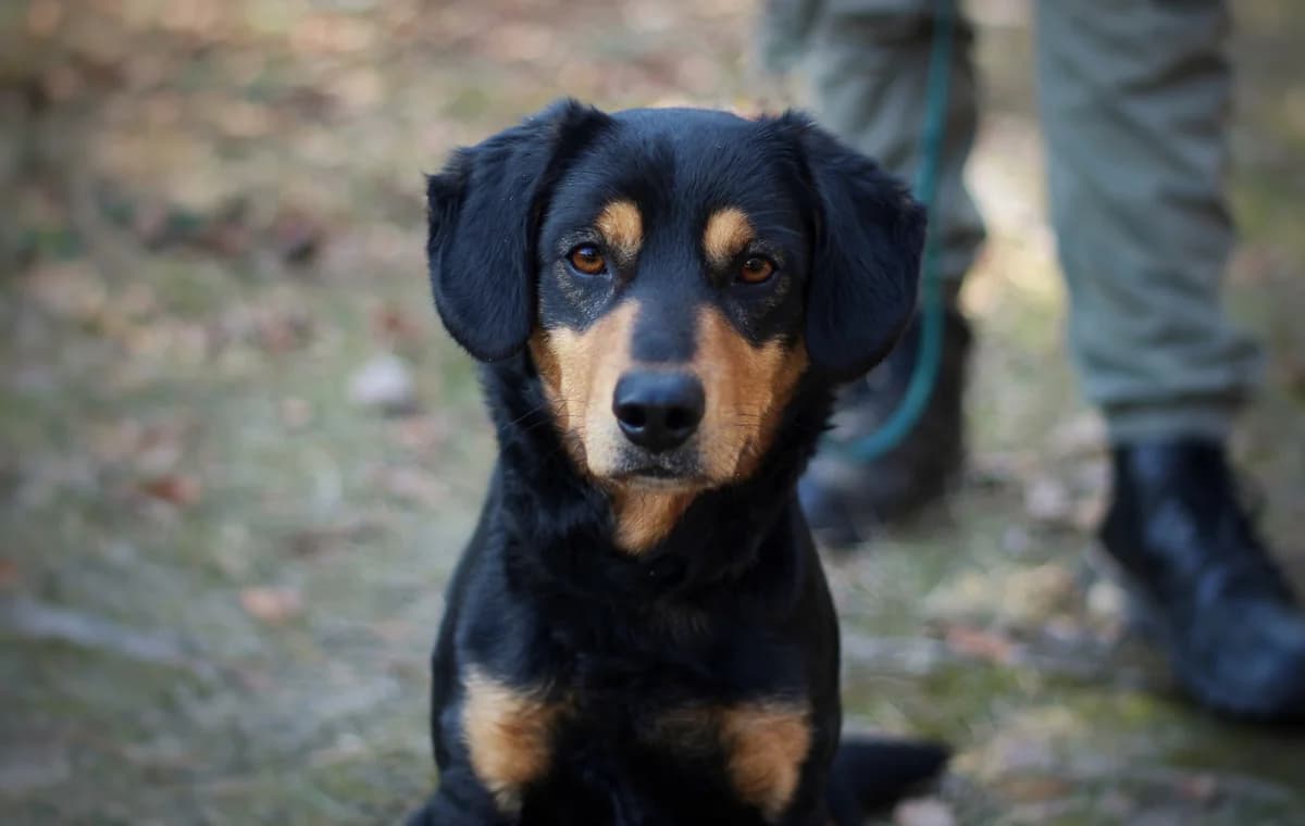 Figaro- pies do adopcji, male Mixed Breed for adoption at Schronisko dla Zwierząt Puławy