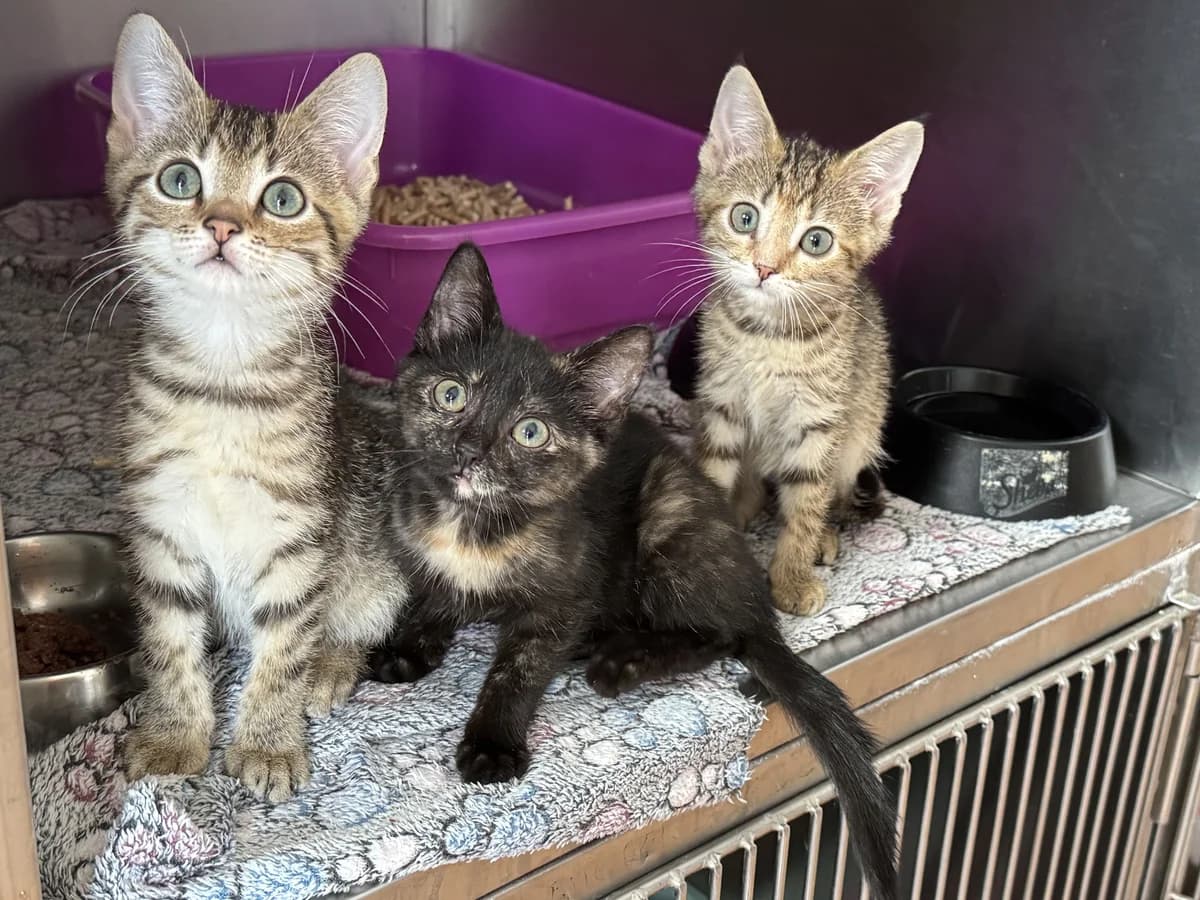 Cybant, Kostka i Trytka – kociaki do adopcji, female Mixed Breed for adoption at Schronisko dla Zwierząt Puławy