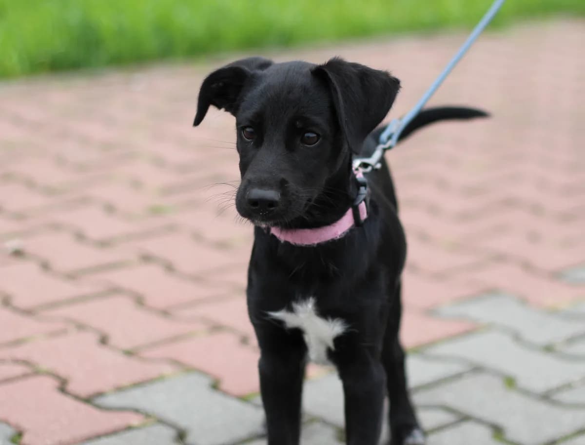 Loki – szczeniak do adopcji, male puppy Mixed Breed for adoption at Schronisko dla Zwierząt Puławy