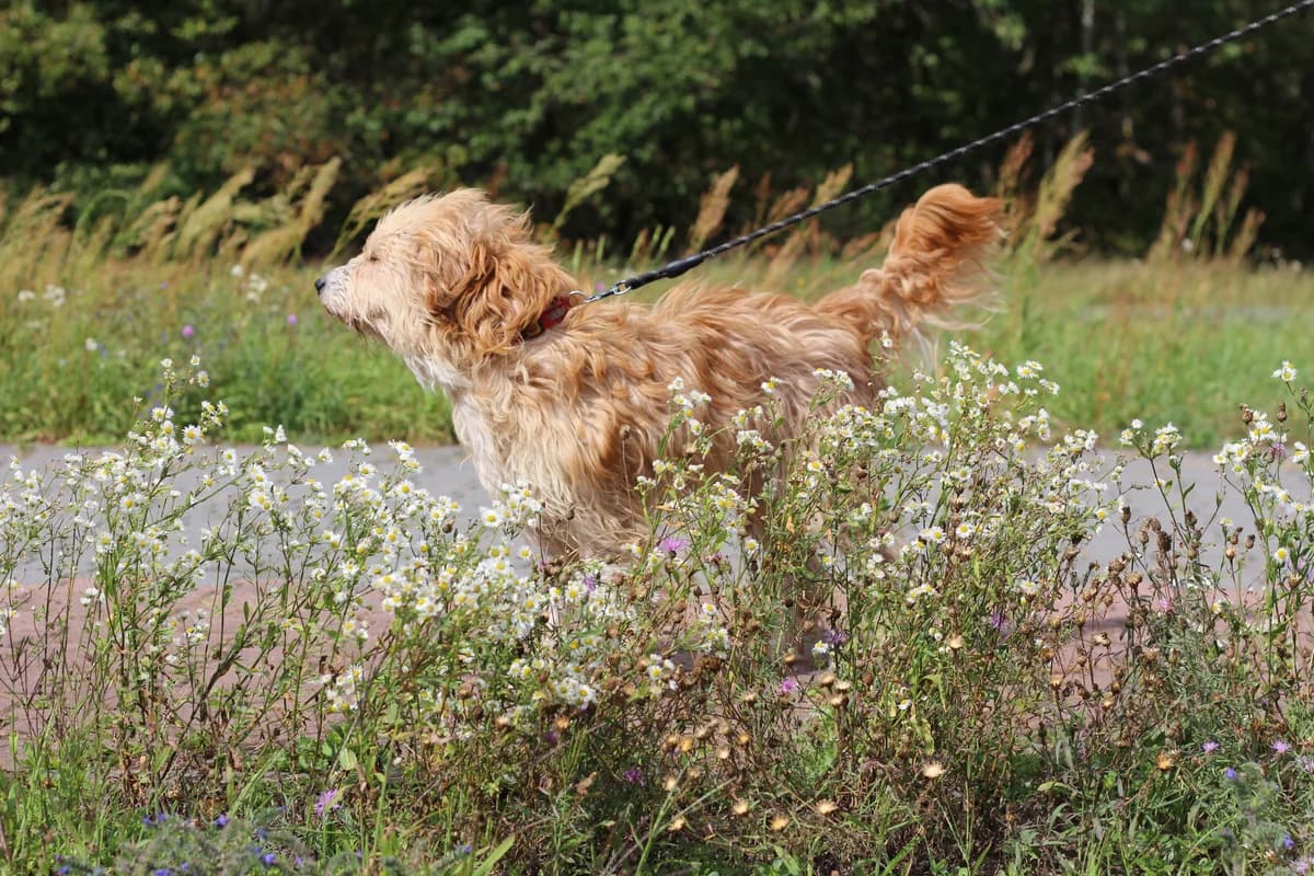 Rufi – pies do adopcji, female Mixed Breed for adoption at Schronisko dla Zwierząt Puławy