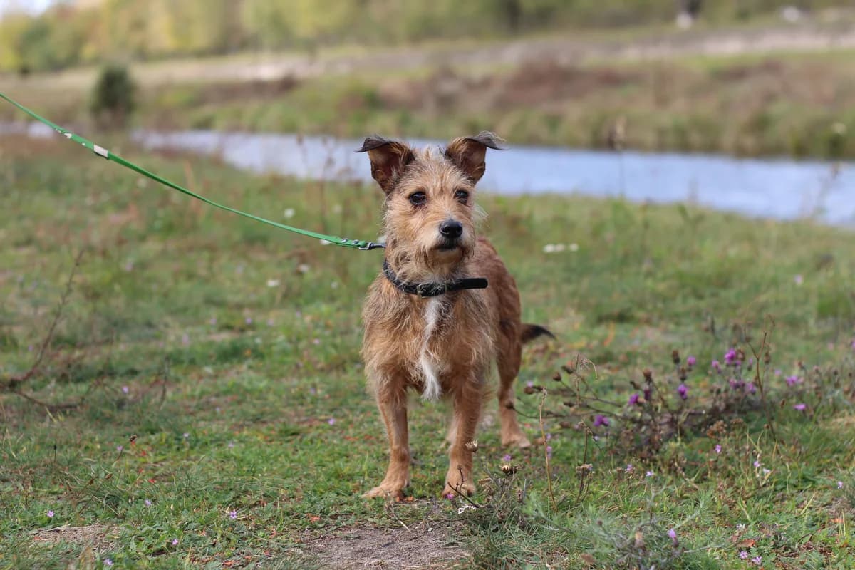 Hermiona – suczka do adopcji, female Mixed Breed for adoption at Schronisko dla Zwierząt Puławy