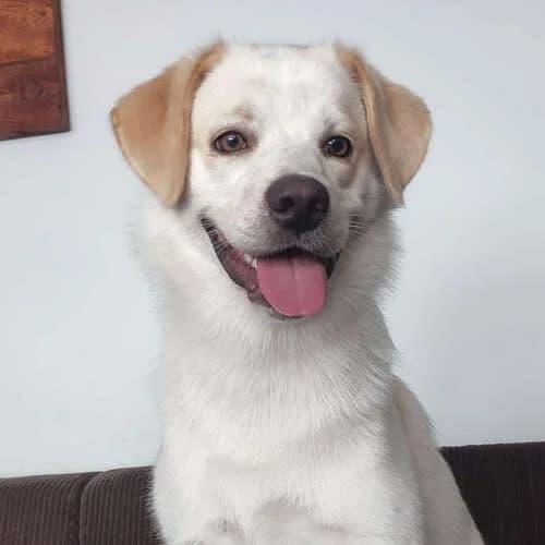 Zoltan, male puppy Mixed Breed for adoption at Fundacja Puszatek, Warszawa