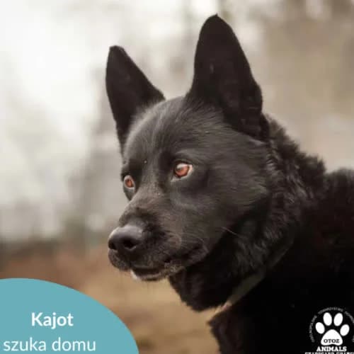 Kajot, male puppy Mixed Breed for adoption at Fundacja Puszatek, Warszawa