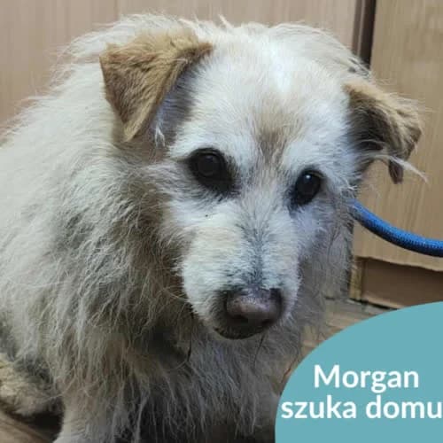 Morgan, male puppy Mixed Breed for adoption at Fundacja Puszatek, Warszawa