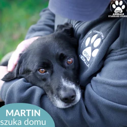 Martin, male puppy Mixed Breed for adoption at Fundacja Puszatek, Warszawa