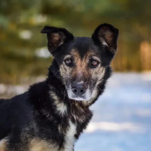 Merida, female puppy Mixed Breed for adoption at Fundacja Puszatek, Warszawa