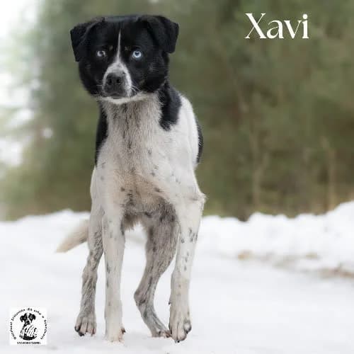 aktywny XAVI, male young Mixed Breed for adoption at Fundacja Puszatek, Warszawa