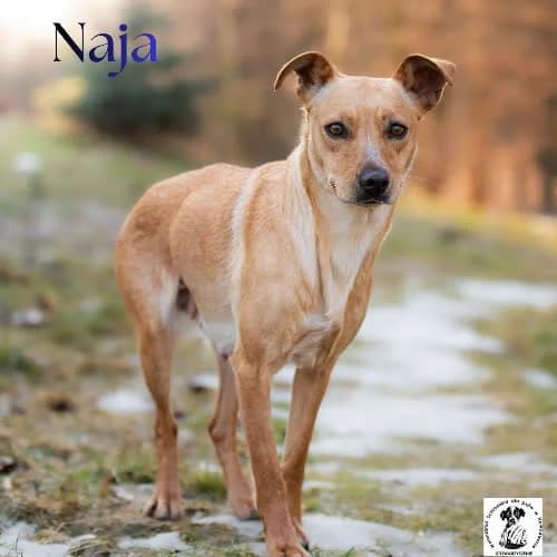 łagodna NAJA, female young Mixed Breed for adoption at Fundacja Puszatek, Warszawa