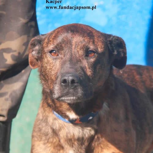 Kacper, male puppy Mixed Breed for adoption at Fundacja Puszatek, Warszawa