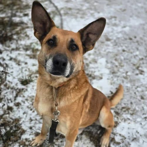 Diler, male puppy Mixed Breed for adoption at Fundacja Puszatek, Warszawa