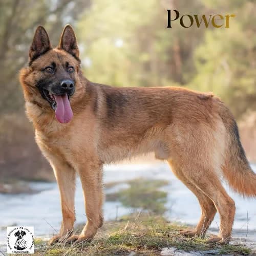 bystry POWER, male puppy Mixed Breed for adoption at Fundacja Puszatek, Warszawa