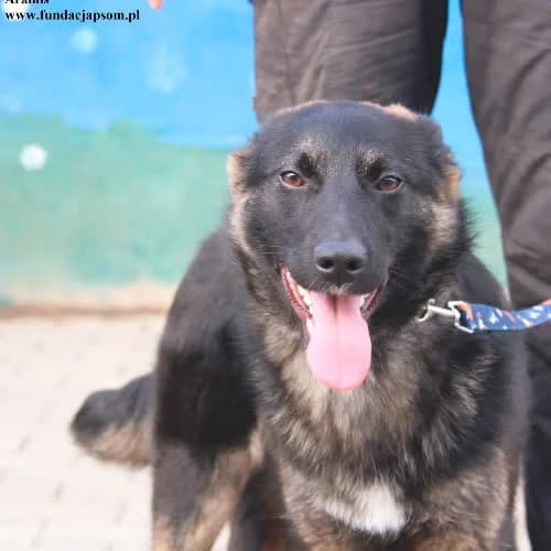 Aramis, male senior Mixed Breed for adoption at Fundacja Puszatek, Warszawa