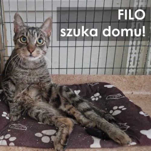 Filo, male Mixed Breed for adoption at Fundacja Puszatek, Warszawa