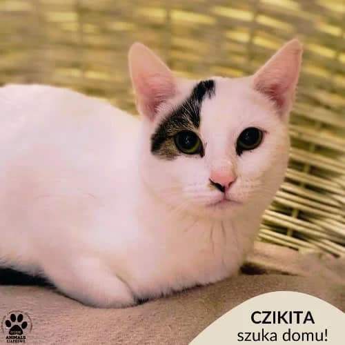 Czikita, female puppy Mixed Breed for adoption at Fundacja Puszatek, Warszawa