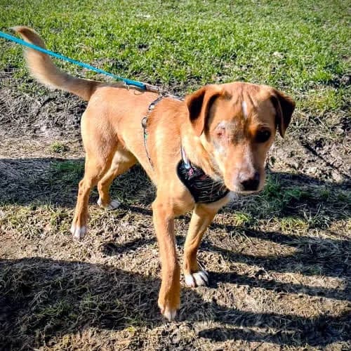 Agent, male puppy Mixed Breed for adoption at Fundacja Puszatek, Warszawa