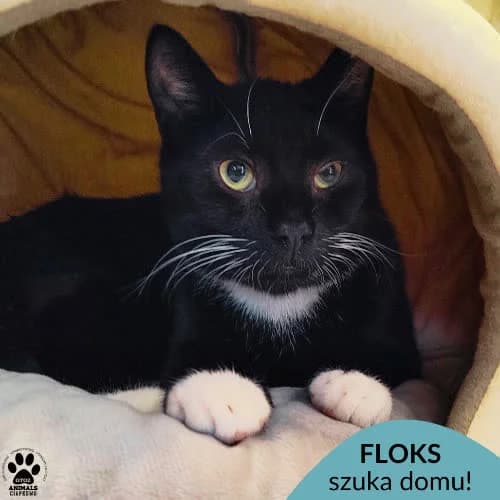 Floks, male puppy Mixed Breed for adoption at Fundacja Puszatek, Warszawa