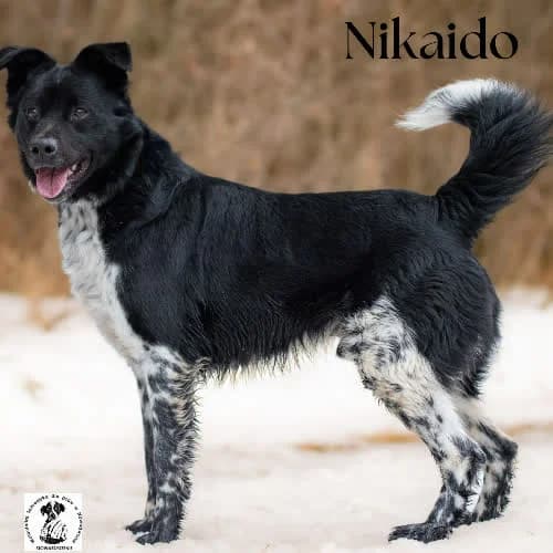 aktywny NIKAIDO, male puppy Mixed Breed for adoption at Fundacja Puszatek, Warszawa