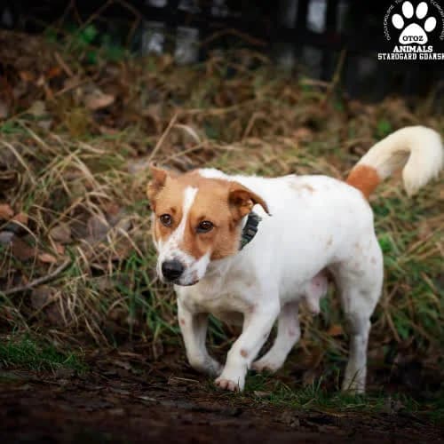 Kubica, male puppy Mixed Breed for adoption at Fundacja Puszatek, Warszawa