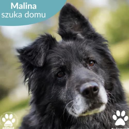 Malina, female puppy Mixed Breed for adoption at Fundacja Puszatek, Warszawa