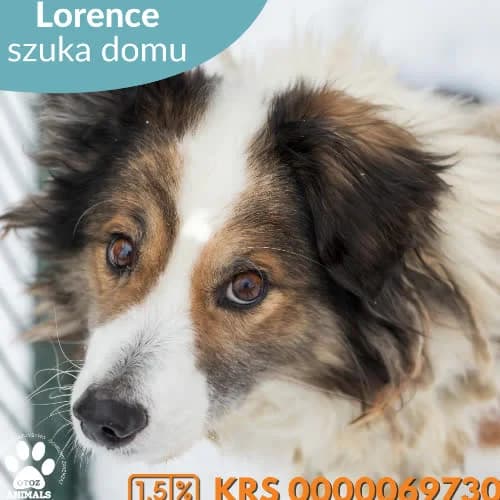 Lorence, male puppy Mixed Breed for adoption at Fundacja Puszatek, Warszawa
