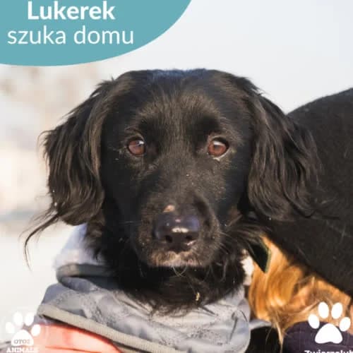 Lukerek, male puppy Mixed Breed for adoption at Fundacja Puszatek, Warszawa