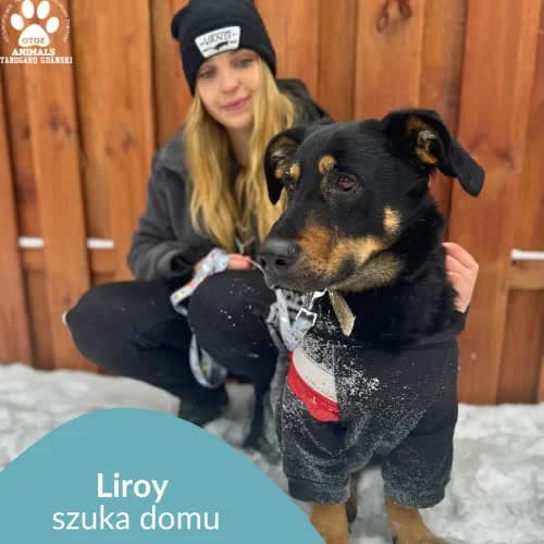 Liroy, male puppy Mixed Breed for adoption at Fundacja Puszatek, Warszawa
