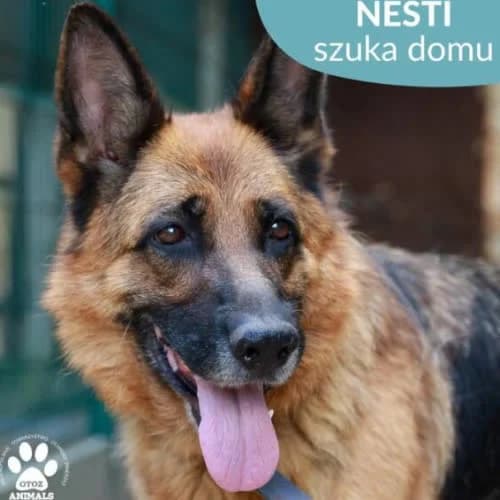 Nesti, female puppy Mixed Breed for adoption at Fundacja Puszatek, Warszawa