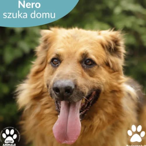 Nero, male puppy Mixed Breed for adoption at Fundacja Puszatek, Warszawa