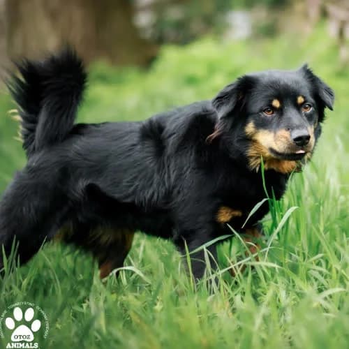 Napoleon, male puppy Mixed Breed for adoption at Fundacja Puszatek, Warszawa