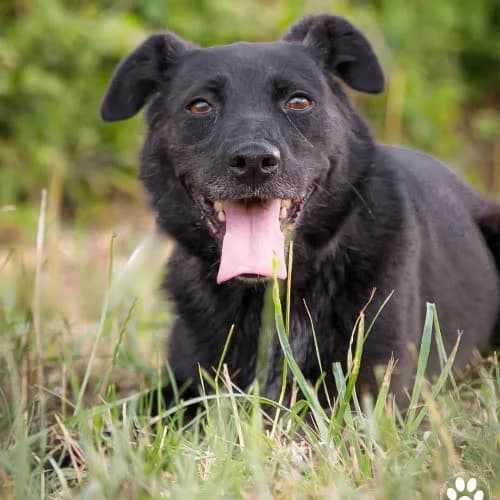 Prisca, female puppy Mixed Breed for adoption at Fundacja Puszatek, Warszawa