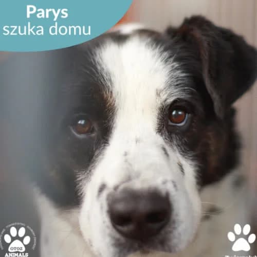 Parys, male puppy Mixed Breed for adoption at Fundacja Puszatek, Warszawa