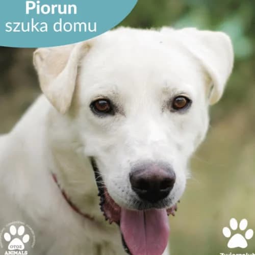 Piorun, male puppy Mixed Breed for adoption at Fundacja Puszatek, Warszawa