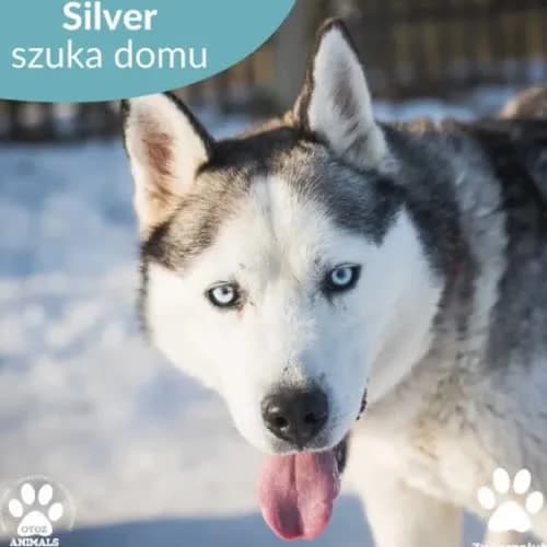 Silver, male puppy Mixed Breed for adoption at Fundacja Puszatek, Warszawa